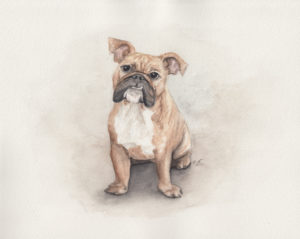 This is a custom watercolor of a pet bulldog