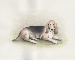 Basset hound dog custom watercolor